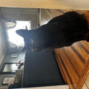 Lost Cat Stan