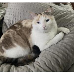 Lost Cat Luna