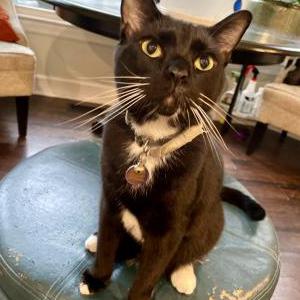 Lost Cat Dobby