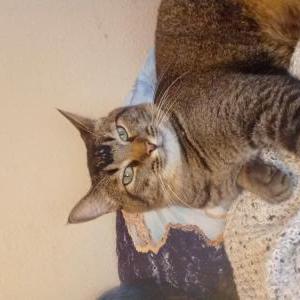 Lost Cat JP