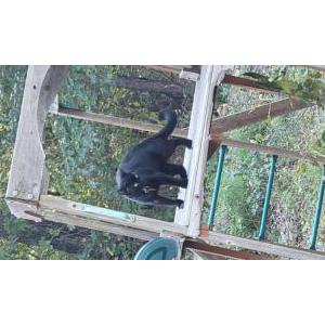 Image of Burnt nugget, Lost Cat