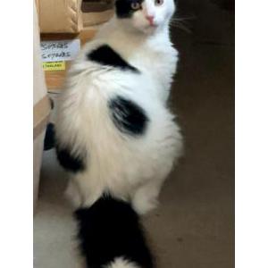 Lost Cat TOMMY