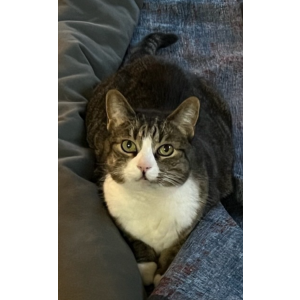 Lost Cat Emma