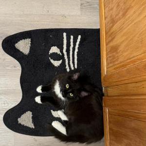 Lost Cat Soup