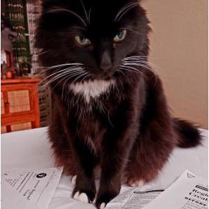 Lost Cat Raven