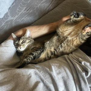 Lost Cat Lucy
