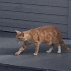 Lost Cat Trouble