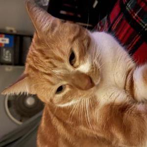 Lost Cat Titty