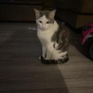 Lost Cat Blue