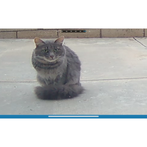 Image of Unknown, Found Cat
