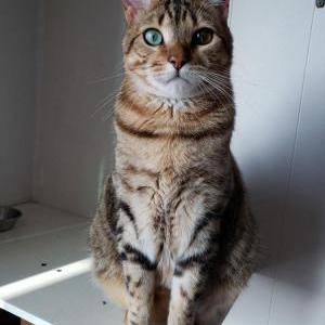 Lost Cat Loki