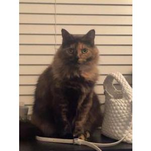 Lost Cat Mango