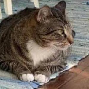 Lost Cat Jack