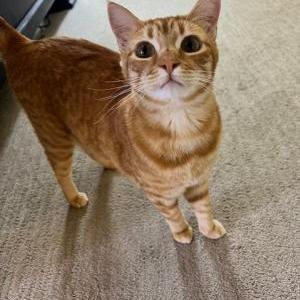Lost Cat Aru
