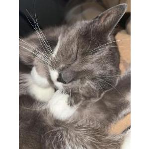 Lost Cat Simone