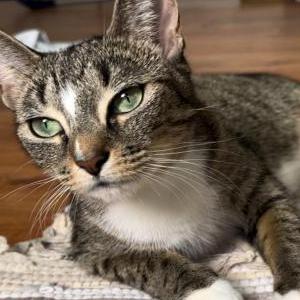 Lost Cat Mittens