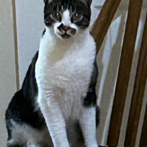 Lost Cat Bubz