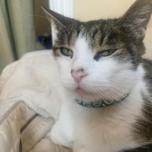 Lost Cat Giles
