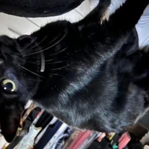 Lost Cat Snagg