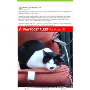 Lost Cat Oreo