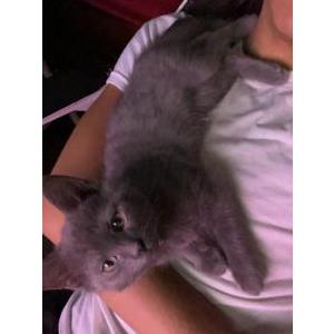 Lost Cat Grey