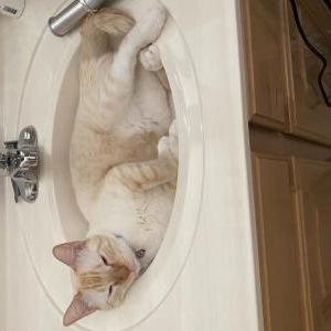 Lost Cat Tuna