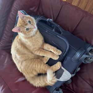 Lost Cat Jedi
