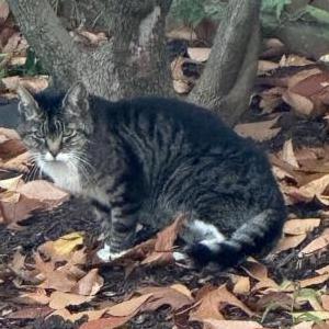 Found Cat Unknown