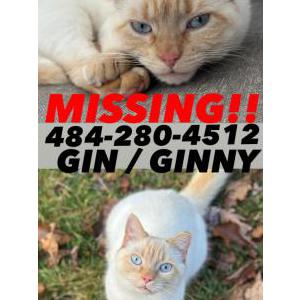 Lost Cat Gin/ Ginny
