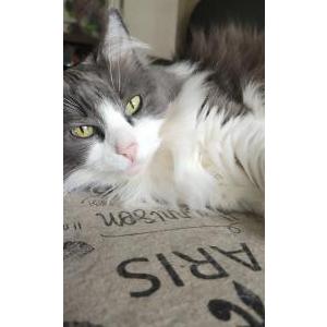 Lost Cat Gizmo