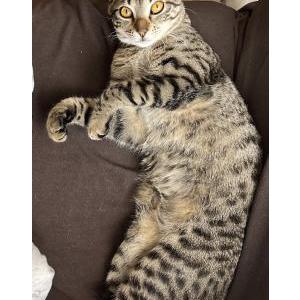 Lost Cat Ellie