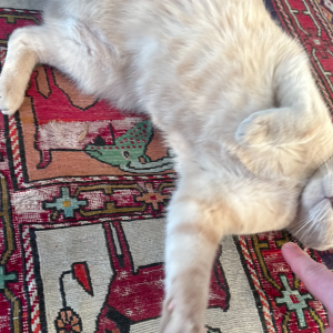Lost Cat Hansel