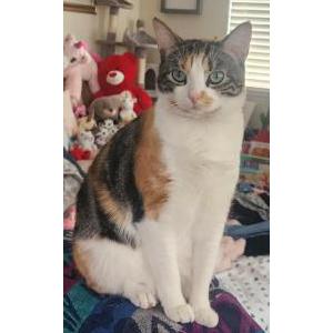 Lost Cat Esmeralda aka Esme