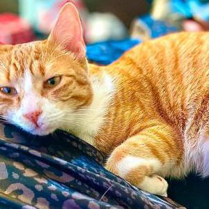 Image of Buddy, Lost Cat