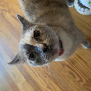 Lost Cat Rose