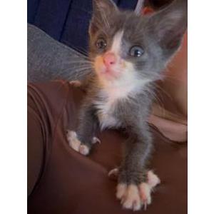 Lost Cat Eros