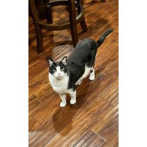 Lost Cat Pretty