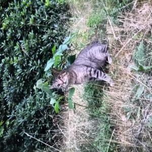 Lost Cat Dyna