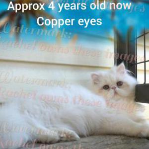 Lost Cat Foof