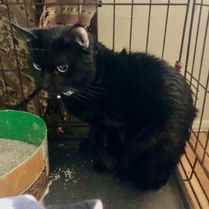 Found Cat Mercy