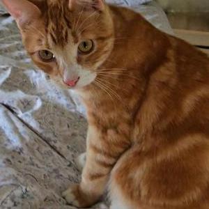 Lost Cat Goose