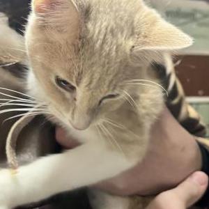 Found Cat Pink Collar