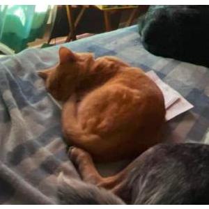 Lost Cat Bear bear