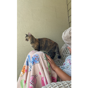 Lost Cat Daisy