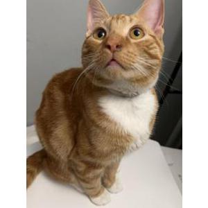 Image of Caramel, Lost Cat