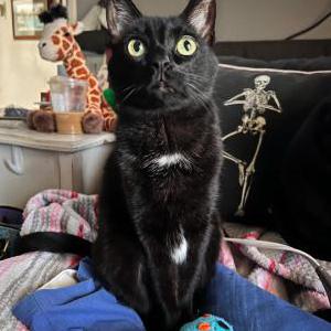 Lost Cat Lucky