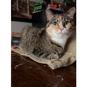 Image of Lucy, Lost Cat