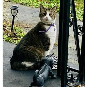 Lost Cat Bella