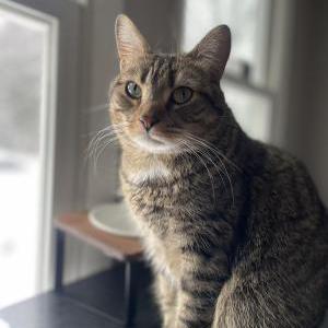 Lost Cat Phoebus