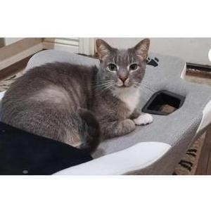 Image of Kairi (AKA “Kippen”), Lost Cat